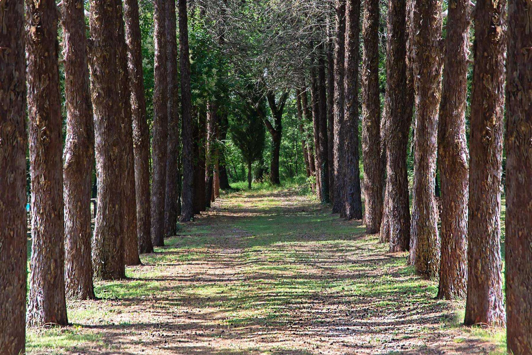 Agriturismo Villa Alari Cetona Εξωτερικό φωτογραφία